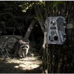 Best Trail Cameras For Backyard Wildlife